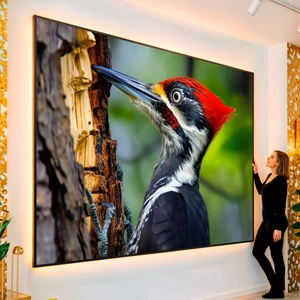 Quadro Pica Pau visto de frente, exibindo sua moldura e sua arte.